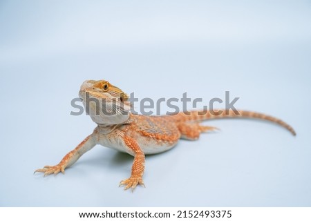 bearded dragon on white background
