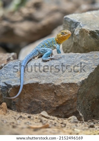              Common collared lizard (Crotaphytus collaris) waiting on a female on a rock during mating season.                Royalty-Free Stock Photo #2152496169