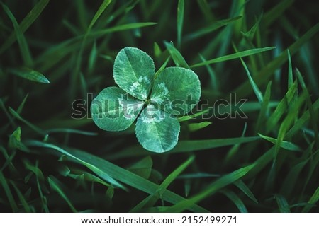 Four leaf clover growing in green grass, lucky charm and good luck concept, copy space Royalty-Free Stock Photo #2152499271