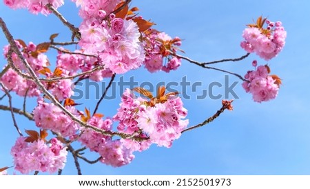 Pink sakura, cherry blossom panorama. Close-up on twigs with flowers on bright day with blue sky. Romantic springtime banner, panoramic image.