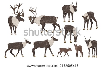 Reindeer set. Males, females and calves of caribou Rangifer tarandus. Wild animals of the tundra and taiga. Realistic vector Royalty-Free Stock Photo #2152505615