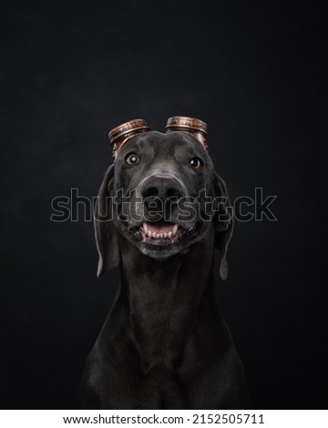 portrait of a weimaraner dog in the background