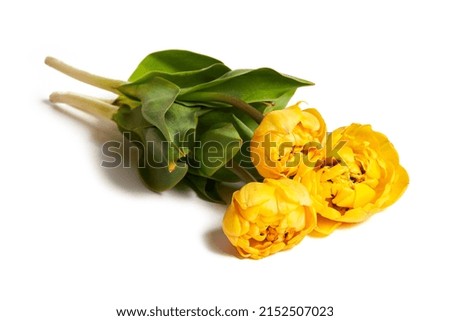 Bunch of yellow Double Peony Tulips isolated on a white background