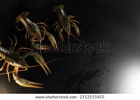 Common crayfish, live, crustaceans. Lobster. Black background. space for text, selective focus. The concept of gourmet food, delicacy, dietary meat. With large and small claws Royalty-Free Stock Photo #2152515455
