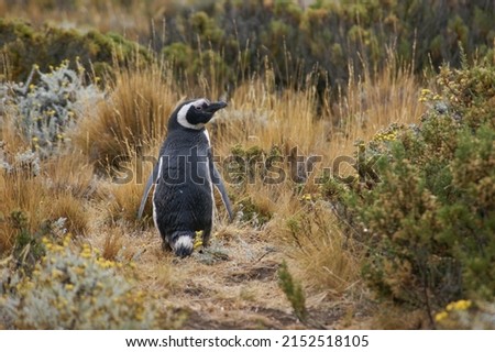 Solitary penguin in southern Patagonia