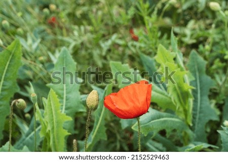 Close-up of a corn poppy blossom in the midst of the vineyards in Rheinhessen - Germany in early summer