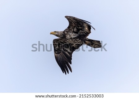 American Bald Eagle in flight on isolated background