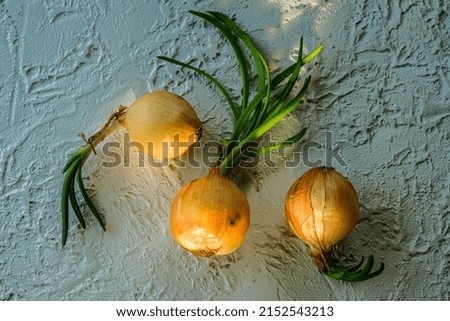onion on the table. photo of a bow for a magazine