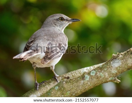 A closeup of a Northern mockingbird from behind on a tree branch