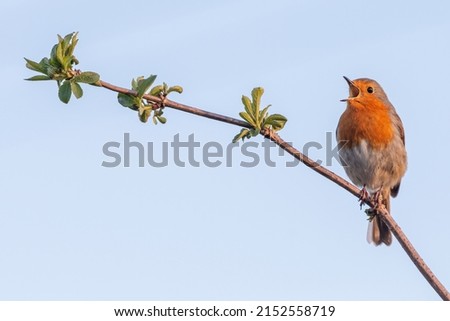 European robin (Erithacus rubecula) singing from a branch. Beautiful songbird portrait. Royalty-Free Stock Photo #2152558719