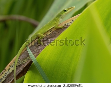 A photo of a green anole in nature