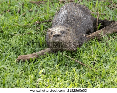 A closeup of a River Otter in Florida