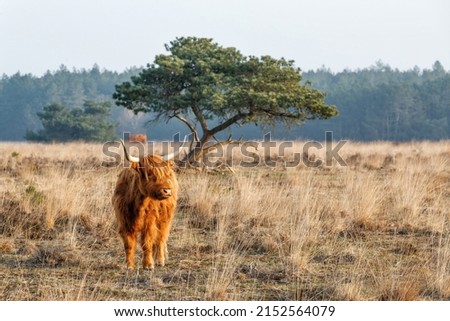 Scottish Higlander or Highland cow cattle (Bos taurus taurus)  walking and grazing in a National Park in Gelderland in the Netherlands.  Royalty-Free Stock Photo #2152564079