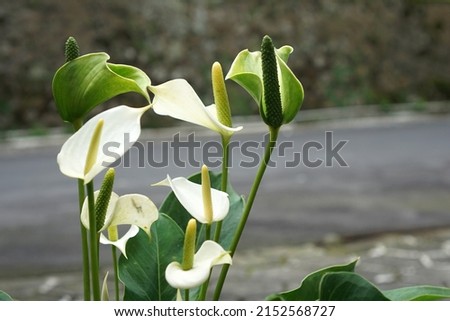Natural Anthurium Sierra White. House plant. Flamingo plant.              Royalty-Free Stock Photo #2152568727