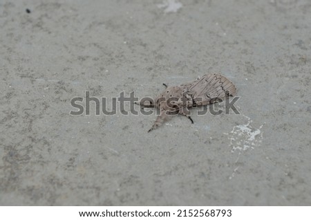 Cerura erminea is a moth of the family Notodontidae, also known as the lesser puss moth or feline. The moth flies from may to July depending on the location. Fauna India.summer. Royalty-Free Stock Photo #2152568793