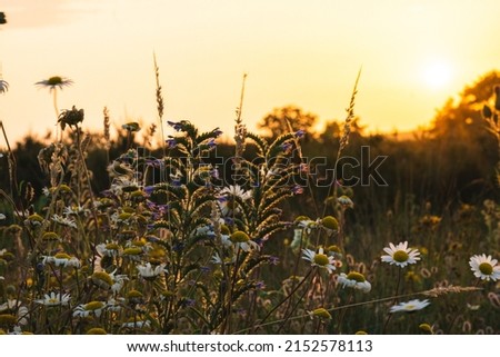 A scenic background shot of nature taken in Luneburger Heide