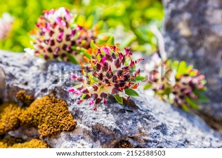 Anthyllis vulneraria, the common kidney vetch, kidney vetch or woundwort is a medicinal plant native to Europe. The name vulneraria means "wound healer". Anthyllis montana, the mountain kidney vetch