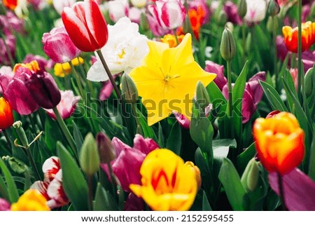 Selective focus. Floral background. Different varieties of multi-colored tulips in the garden. Gardening concept. Istanbul Tulip Festival. Flowers wallpaper.
