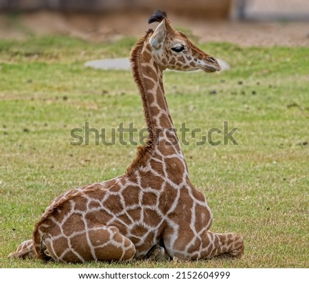 The Northern giraffe sitting and relaxing in Arizona zoo