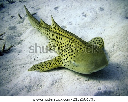 Zebra Shark or Leopard Shark in its natural environment on Sand of Maldive Sea