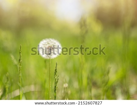 Dandelion grows on a green field in spring. Natural white flower. Close-up.