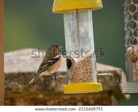 a male chaffinch (Fringilla coelebs) dining on seed from a hanging bird feeder Royalty-Free Stock Photo #2152608791