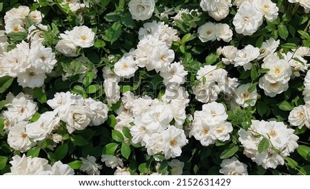 White musk roses against green foliage. White roses background. Royalty-Free Stock Photo #2152631429