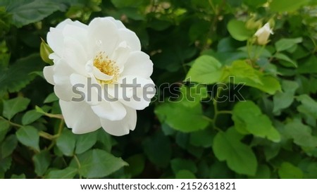 White musk rose. White rose against green foliage. Royalty-Free Stock Photo #2152631821