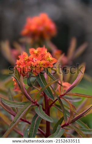 Closeup of flowers of Euphorbia griffithii 'Fireglow' in a garden in Spring