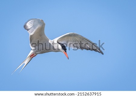 A closeup of a Common tern flying in the air Royalty-Free Stock Photo #2152637915