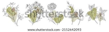 Collection of healing medical herbs in modern line style with abstract shapes on background. Herbal set. Rose hip, Tutsan or Shrubby St. John's Wort, dandelion, horsetail grass or 
Equisetum, Melissa Royalty-Free Stock Photo #2152642093