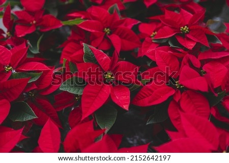 A closeup of the blossomed beautiful red poinsettia flowers in the greenhouse Royalty-Free Stock Photo #2152642197