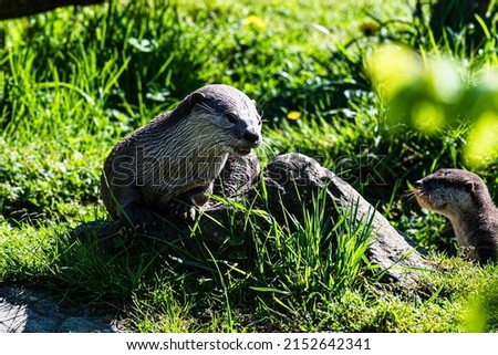 river otter and her child