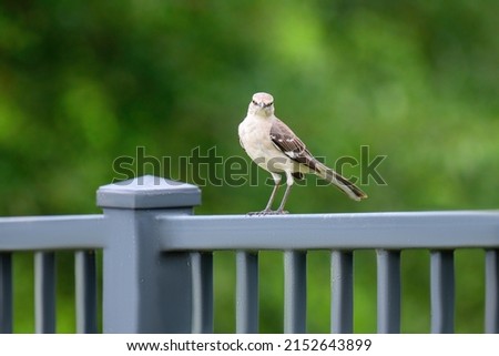 Northern mockingbird mean muggin in a photo