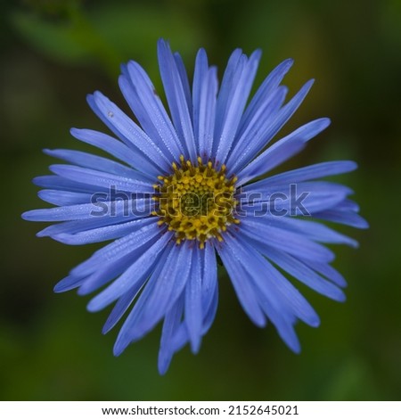 A closeup shot of Blue Aster flower head, family Asteraceae, Genus Aster