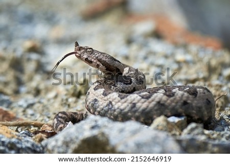 Nose-Horned Viper with forked tongue outside (Vipera ammodytes) Royalty-Free Stock Photo #2152646919