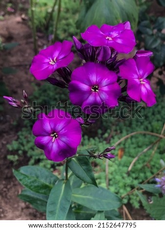 Dark lilac color Summer Phloxes (Phloxes Paniculate) Cap of Monomakh flower in a garden in July 2021. Idea for postcards, greetings, invitations, posters, wedding and Birthday decoration, background 