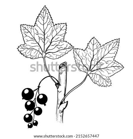 Branch of black currant with leaves and berries. Sketch hand drawing. Isolated on white background. Vector.