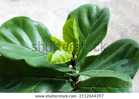 Green leaves of  ficus lyrate tree in pot. Royalty-Free Stock Photo #2152664397