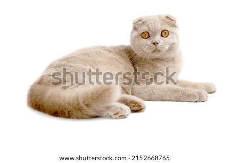 
photos of cats in studio with background for clipping