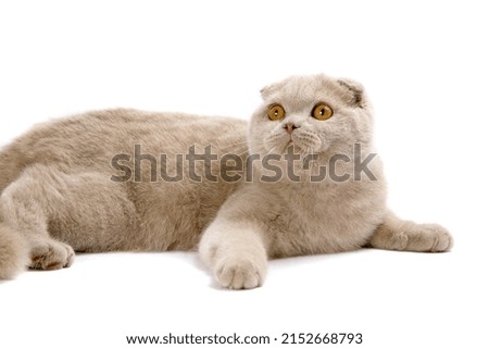 
photos of cats in studio with background for clipping