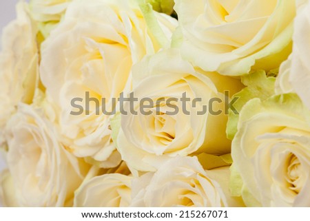 Beautiful roses background - closeup shot