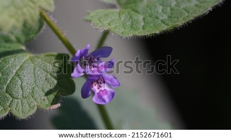 Ground ivy (Glechoma hederacea), flowers in the meadows. Spring blossom.