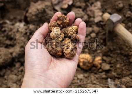 Pick and found mushrooms black truffles in the forest. Man showing a black truffle 