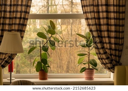 A cozy picture in brown and green tones. Window with ficuses, checkered curtains. Brown aesthetic
