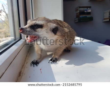 meerkat eats meat on the windowsill