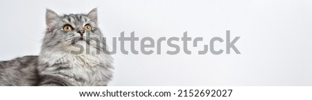 Banner with a fluffy gray cat on a white background. A place to copy. copy space
