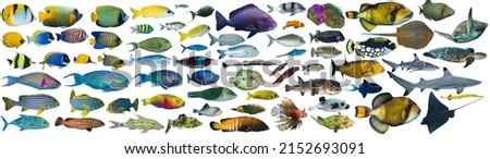huge set collection of colorful tropical fish like shark sea turtle stingray snapper triggerfish grouper isolated on white background. indian ocean and red sea underwater sealife concept