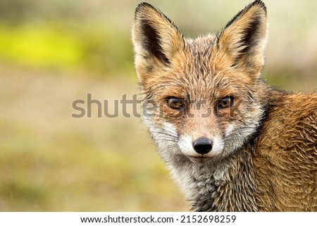 Red Fox Face Close Up in A Green Nature Background