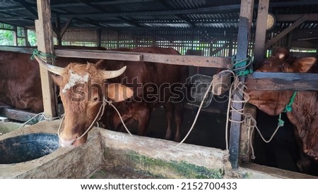 Several cows in the barn with their necks tied Royalty-Free Stock Photo #2152700433